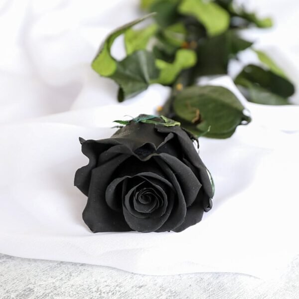 blak rose -A single black rose in a luxury silk- black paper tied with ribbon.